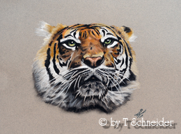 Tiger by Tatjana Schneider